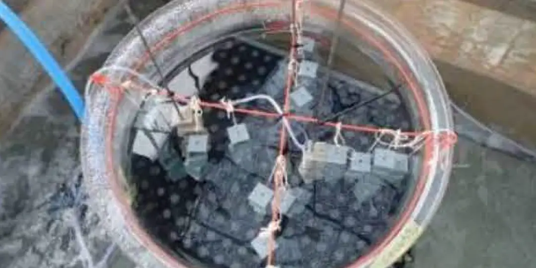サンゴ類種苗生産｜サンゴ類移植・種苗生産