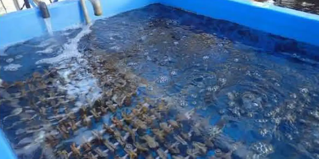 サンゴ類種苗生産｜サンゴ類移植・種苗生産