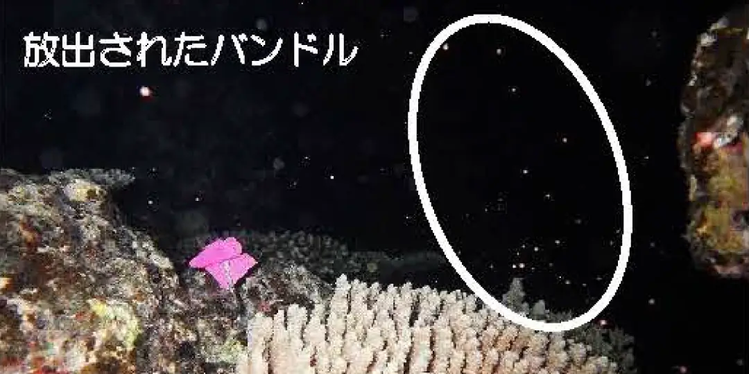 サンゴ類移植｜サンゴ類移植・種苗生産