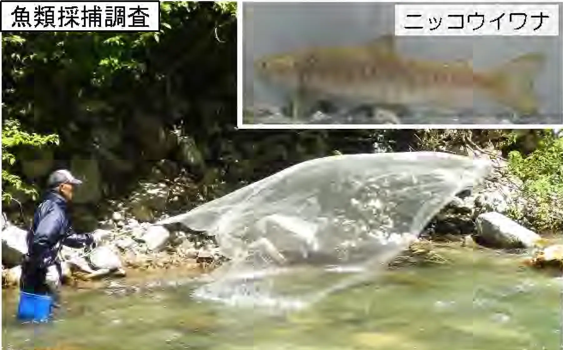 河川環境調査｜河川事業