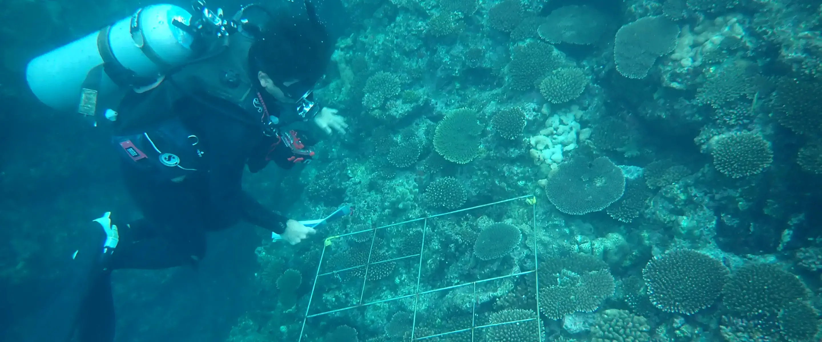サンゴ類移植・種苗生産|建設コンサルタント 株式会社エコー
